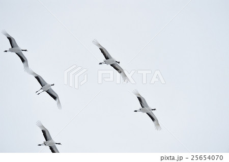 頭上を飛ぶタンチョウの群れ 25654070