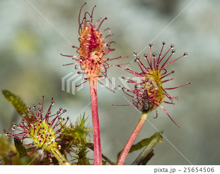 Round-leaved sundew (Drosera rotundifolia) Round-leaved sundew (Drosera rotundifolia) 25654506