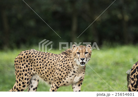 チーター 25654601