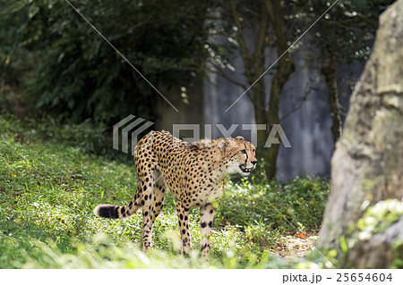 チーター 25654604