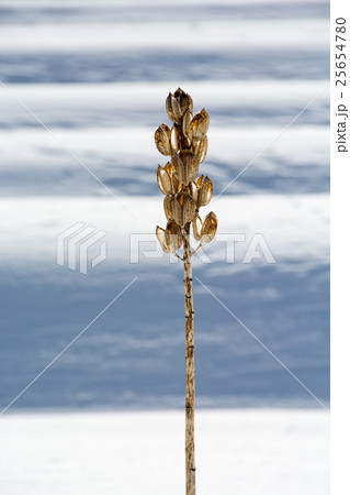 冬のオオウバユリ 25654780