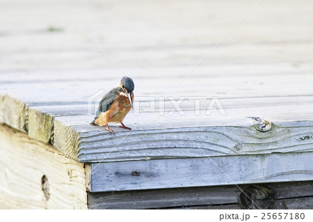 カワセミ 25657180