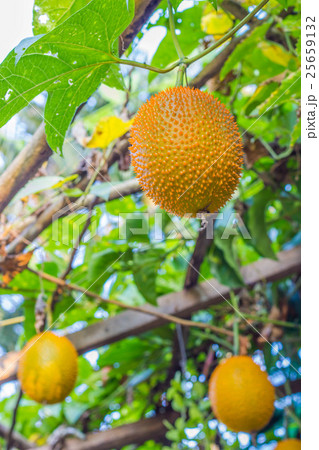 Gac fruit, Baby Jackfruit 25659132