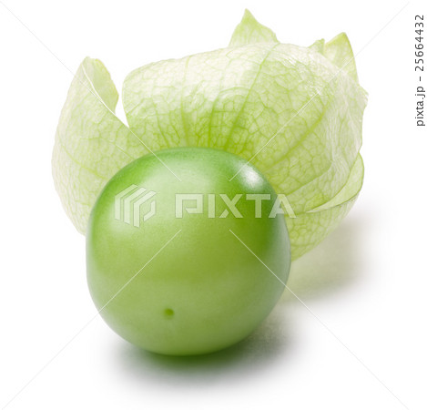 Tomatillo (Physalis philadelphica), paths 25664432