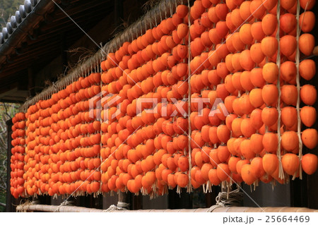 伊自良　連柿 25664469