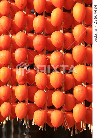 伊自良　連柿 25664484