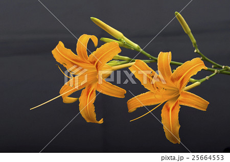 クワンソウ 25664553