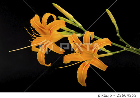 クワンソウ クワンソウ 25664555