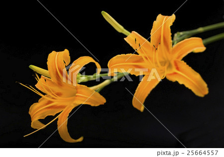 クワンソウ 25664557