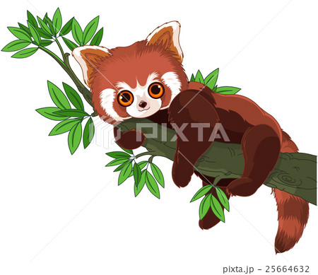 Red Panda 25664632