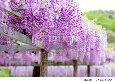 藤棚 25664722