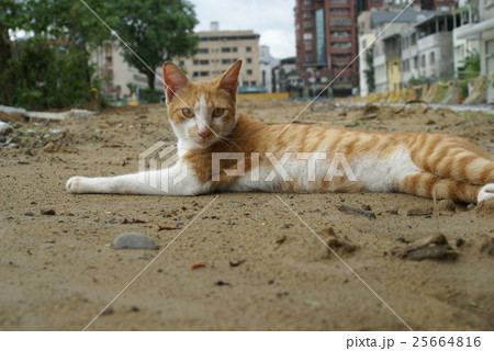 猫 ねこ ネコ 25664816
