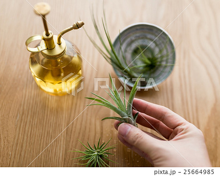 エアプランツ 25664985