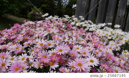 明石海峡公園・花便り 明石海峡公園・花便り 25667195