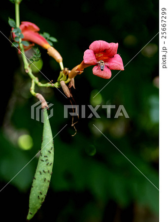 vine campsis with the pod of his flower, vine campsis with the pod of his flower, 25667299