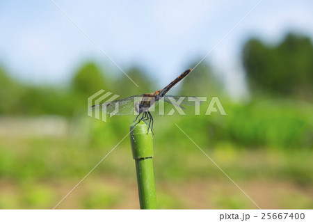 赤とんぼ　 25667400