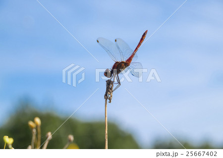 赤とんぼ　 25667402