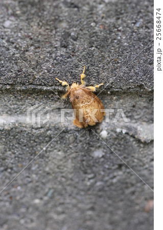 チャドクガ０４ 25668474