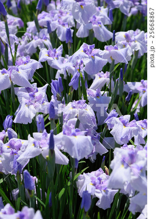 満開の薄紫の菖蒲の花の写真素材