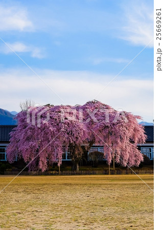 桜と古い校舎 (95) 25669261