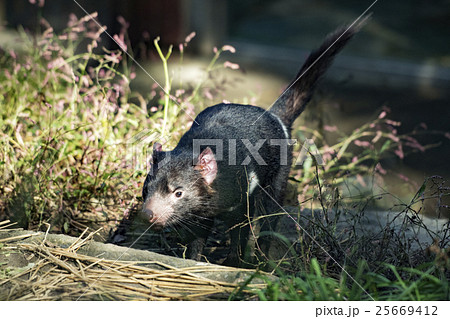 タスマニアデビルが日本にお目見え 25669412