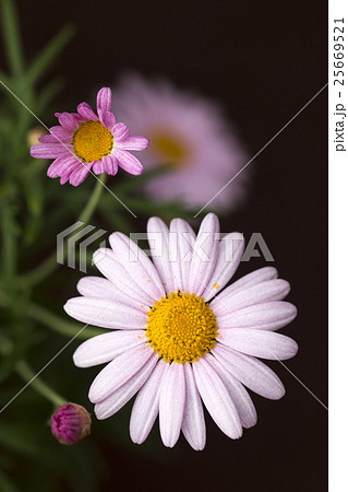 マーガレット 25669521