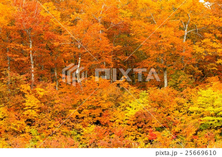 蔵王の紅葉 蔵王の紅葉 25669610