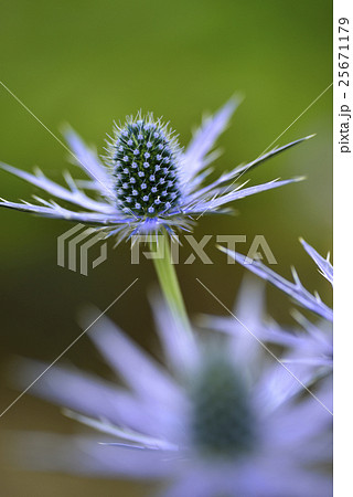 エリンジューム（ビッグブルー2） 25671179