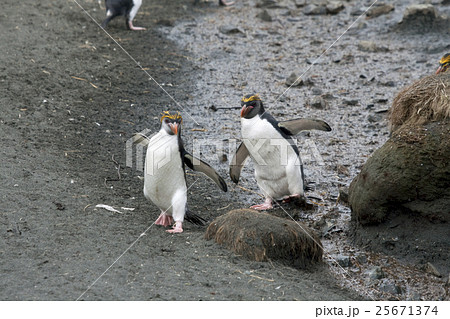 Royal penguins (Eudyptes schlegeli). Royal penguins (Eudyptes schlegeli). 25671374