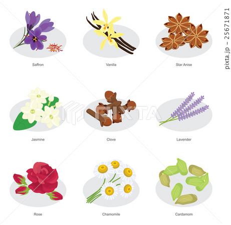 collection of flower herbsのイラスト素材 [25671871] - PIXTA