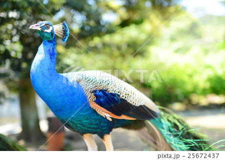 キジ キジ 25672437