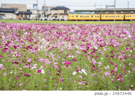コスモス畑の向こうを通り過ぎる三岐鉄道北勢線の黄色い電車 コスモス畑の向こうを通り過ぎる三岐鉄道北勢線の黄色い電車 25672446