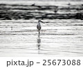 鳥 台湾 白色 25673088