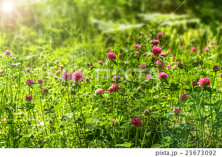 Red clover flowers on the field Red clover flowers on the field 25673092