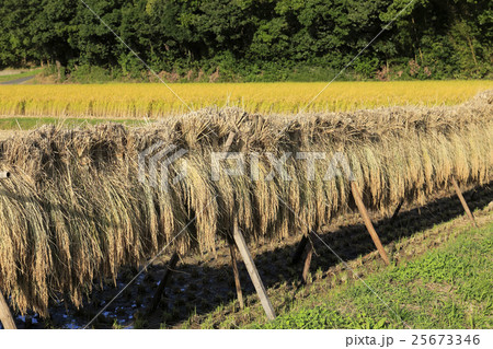 はさがけ風景 25673346