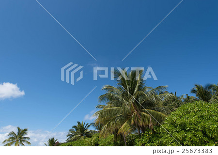 椰子の木 南国  椰子の木 南国  25673383
