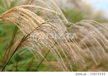 ススキ穂 ススキ穂 25673543