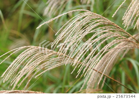 ススキ穂 ススキ穂 25673544