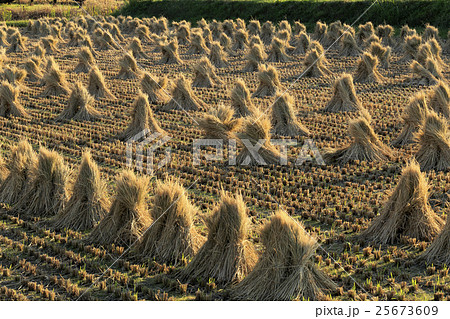 稲藁の おちょんぼ の写真素材