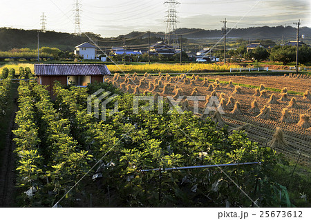 いちじく畑と稲藁の おちょんぼ の写真素材