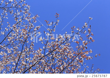 桜 桜 25673787