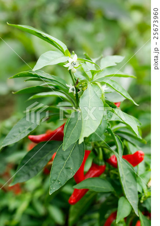 万願寺唐辛子の花 25673960