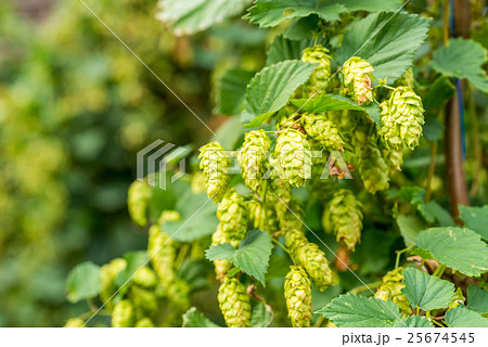 ビールの原料ホップ 25674545