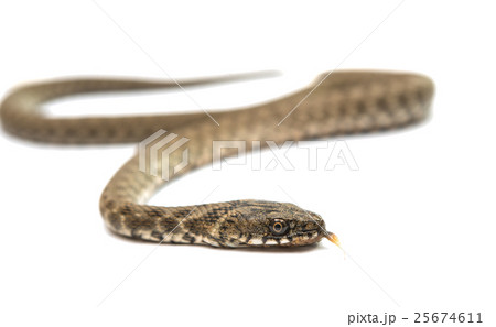 Snake isolated 25674611