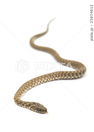 Snake isolated 25674612