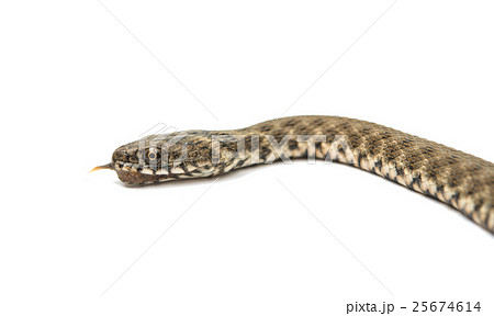 Snake isolated 25674614