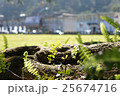 景色 風景 25674716