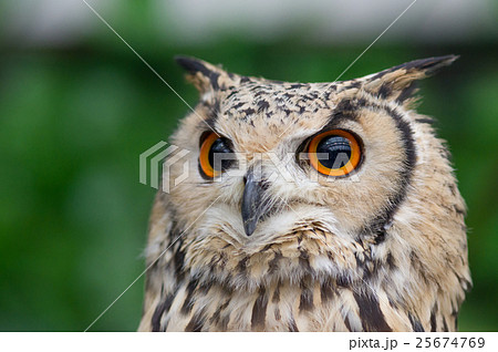 フクロウの顔 25674769