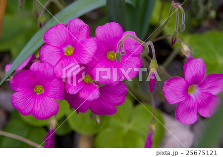 ハナカタバミ ハナカタバミ 25675121