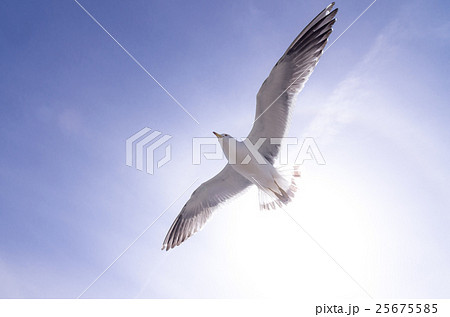 カモメの飛翔 25675585